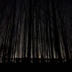 Skoven om natten